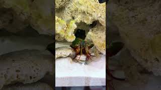 Mantis Shrimp Packs a Punch [upl. by Isman]