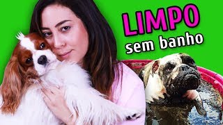 COMO MANTER O CACHORRO LIMPO SEM DAR BANHO [upl. by Shepperd]