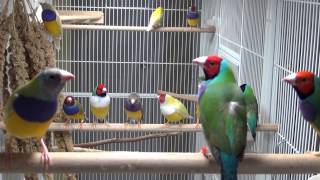 Beautiful Lady Gouldian Finches [upl. by Zane661]