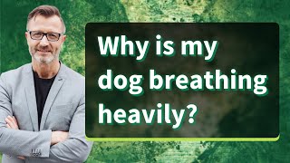 Why is my dog breathing heavily [upl. by Chapnick169]