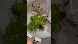 New DIY Fish Pond 😍 Aquatic Plants  Without Fertilizer [upl. by Redneval]