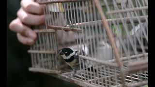 Cinnamonrumped seedeater Sporophila torqueola [upl. by Christmas]