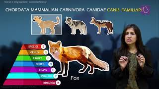 Taxonomy and Taxonomic Hierarchy Biological Classification of Living Things [upl. by Mosier]