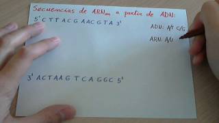 Ejercicio Transcripción de una cadena de ADN a ARNm [upl. by Shayna]