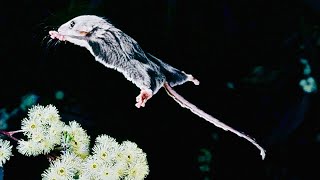 Flying Mouse  Pygmy Feathertail Gliders [upl. by Ecinrev345]