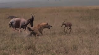 Topi Antelope Parents Fight Hunting Hyena to Save Their New Born Calf [upl. by Audi]