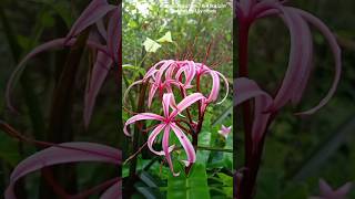 CrinumMenehune Red Bog LilyRed Swamp Lily offsets mangrove lilly subscribe flowers nature [upl. by Joycelin252]