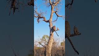 Leopards Amazing Tree Climbing Skills [upl. by Stephens]