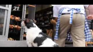 Comercial da Embratel  Ta Barato Pra Cachorro [upl. by Lieno40]