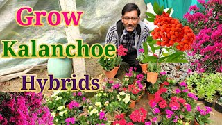 Grow Kalanchoe to get enormous Flowering [upl. by Karry]