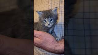 Meet The Adorable Bently  The Fluffy Maine Coon Kitten [upl. by Alleen]