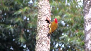 Pájaro carpintero cariblanco Colaptes rubiginosus [upl. by Alberik]