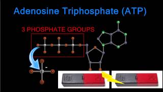 Using ATP – The Making and Breaking of The City’s Energy Chips [upl. by Terencio]