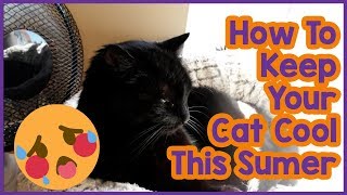 How to Keep Your Cat Cool in Summer 5 Tips on Keeping Your Cat Cool in the Summer Heat [upl. by Pul]