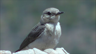 Collalba rubia occidental Oenanthe hispanica Western Blackeared Wheatear [upl. by Helse]