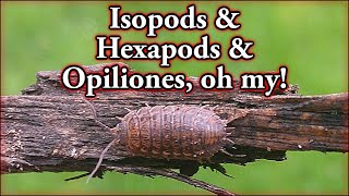 Isopods amp Hexapods amp Opiliones oh my [upl. by Sherri]