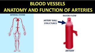 Blood Vessels  Anatomy and Function of Arteries [upl. by Enneicul]