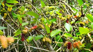 Common Black Mulberry Tree Morus nigra [upl. by Madeline]