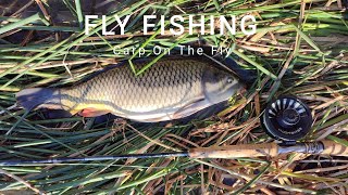 Fly Fishing  Carp On The Fly 잉어 플라이 낚시 [upl. by Anez276]