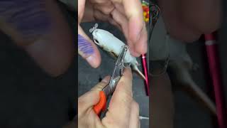 I found an electric lure fishingvideo lurefishing bigfishing baitcaster silure fishing [upl. by Mcclenon]