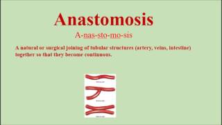 Anastomosis Pronunciation and Definition  How to pronounce anastomosis [upl. by Dimond]