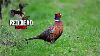 RDR 2 Online Pheasants Location Pheasants skinned [upl. by Ikcim]