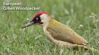 Woodpecker Bird Song and Pictures  European Green Woodpecker [upl. by Markman]