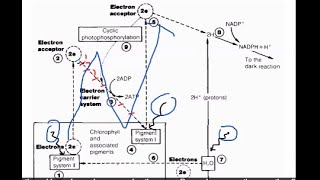 S6 BIOLOGY LESSONPHOTOSYNTHESIS [upl. by Nylorahs298]