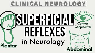 SUPERFICIAL REFLEXES  Corneal amp Conjunctival Reflex  Gag Reflex  Abdominal Reflex  Cremasteric [upl. by Nart]