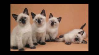 Balinese Cat  Looks Like A Wonderful Cat [upl. by Timothy]