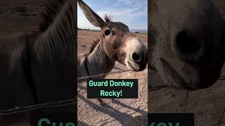 Parenting 101 wRocky The Donkey shorts [upl. by Stead]