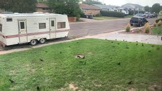 More Grackles on Lawn [upl. by Drarrej]