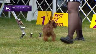 Brussels Griffons  Breed Judging 2022 [upl. by Aihsal]