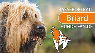 ► Briard 2018 Rasse Aussehen amp Charakter [upl. by Cardew758]