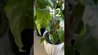 ✅ Grow 3 Plants from 1 Stem Alocasia Portodora Propagation Success shorts [upl. by Catriona16]