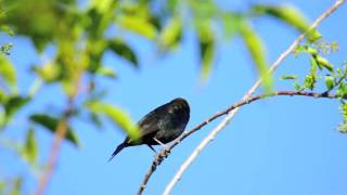 Brownheaded Cowbird [upl. by Silirama]