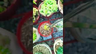 Succulent plant succulents plants cactus propagation homegarden tips care [upl. by Goodrich]