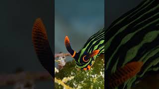 Nembrotha shapes and colours nudibranch seaslug underwater bugdreamer [upl. by Aiz]