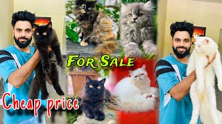 Persian Cats For Sale  Triple Coat Persian Cats  Persian Cat  persian cat price in india  cats [upl. by Gaby]