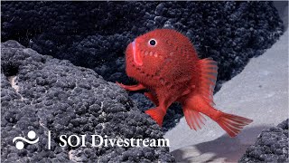 Seamount SF2 Deep  SOI Divestream 638 [upl. by Garrott]