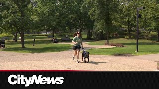 Blind Edmonton woman to run 5K at Edmonton Marathon with guide dog [upl. by Zealand]