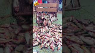 SARDAR Imran haider khan MAHOORA M DAWOOD FISH MANDI fish mandlafishshop fishing [upl. by Ahsinrev]