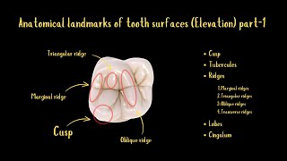 Anatomical Landmarks of Tooth Surfaces Elevation Part1 [upl. by Kathie]