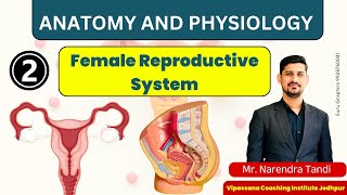 QUICK REVISION OF FEMALE REPRODUCTIVE SYSTEM ANATOMY AND PHYSIOLOGY PART 2 [upl. by Kerstin]