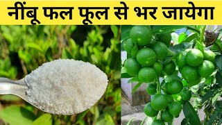 इस सफेद चीज से नींबू फलों से भर जायेगा  Fertilizers for Lemon Plant  Home Garden [upl. by Oriole49]