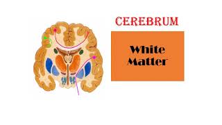 CNS Anatomy lec 11 part 3 White Matter [upl. by Domenech687]