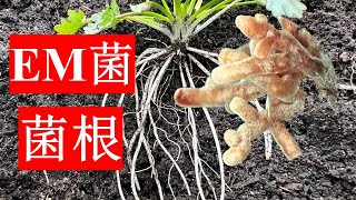 自家菜地，为什么不需要用EM菌和菌根肥？菌肥的真相和菌肥 vs 鸡粪大赌局！ [upl. by Ardna312]