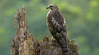 Broadwinged Hawk and its Call [upl. by Lanos]