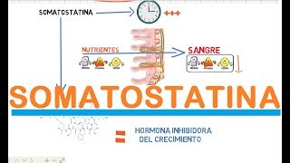 SOMATOSTATINA [upl. by Grados]