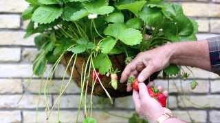 Jeunes plants de fraises Bomottes [upl. by Marelda]